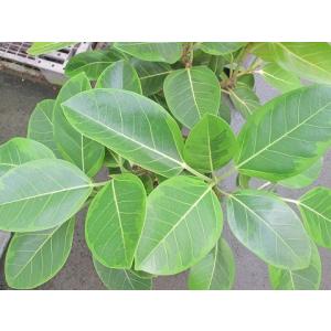 アルテシーマ 8号 茶陶器鉢 観葉植物 鉢植え...の詳細画像2