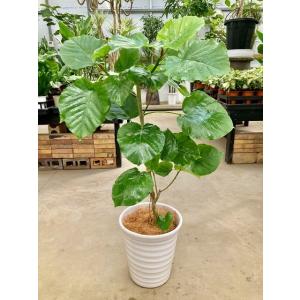 フィカス・ウンベラータ 8号 白陶器鉢 ゆったりしたハート形の大きな葉っぱと、独特の樹形をいっしょに...