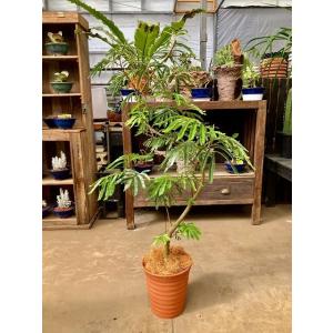 エバーフレッシュ 8号 ねむの木 観葉植物 インテリア 鉢植え