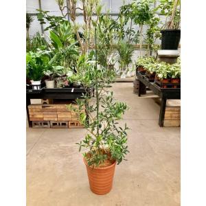 シュロチク 8号 シュロ竹 観葉植物 棕櫚竹 鉢植え 販売 苗 苗木 送料