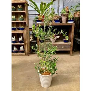 オリーブの木 8号鉢 白陶器鉢 観葉植物 植木 庭木 ギフト プレゼント シンボルツリー 販売 鉢植...