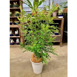 シュロチク 8号 シュロ竹 観葉植物 棕櫚竹 鉢植え 販売 苗 苗木 送料