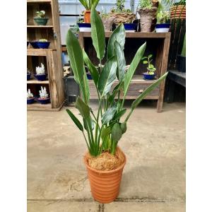 ストレリチア レギネ 8号 茶陶器鉢 観葉植物 スタイリッシュ 鉢植え 苗 リゾート 南国 母の日 ...