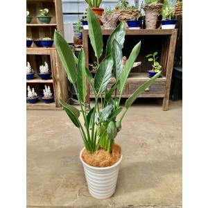 ストレリチア レギネ 8号 白陶器鉢 観葉植物 スタイリッシュ 鉢植え 苗 リゾート 南国 母の日 ...