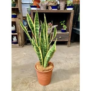 トックリヤシモドキ 10号 ボトルパーム 観葉植物 インテリア