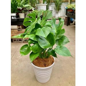 カシワバゴムの木 10号(柏ゴム) フィカス・リラータ 観葉植物 カシワバゴムの木 10号(柏ゴム) フィカス・リラータ 観葉植物