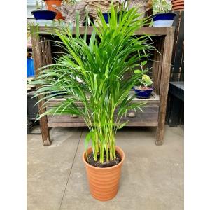 ワシントンヤシ 8号 観葉植物 ワシントニア シラガヤシ 大鉢 鉢植え