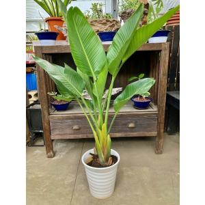 オーガスタ 8号 白陶器鉢 観葉植物 鉢植え 苗 リゾート 南国 お中元 お歳暮 母の日 プレゼント...