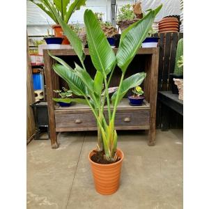 オーガスタ 8号 茶陶器鉢 観葉植物 鉢植え 苗 リゾート 南国 お中元 お歳暮 母の日 プレゼント...