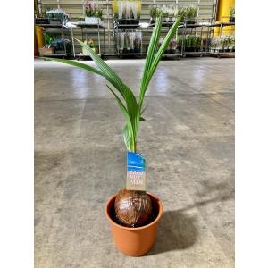 ココヤシ 7号 ヤシの木 観葉植物 ヤシの実 ヤシノミ 送料無料 ココナツ 実 販売 通販 やしの木...