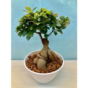 パンダガジュマル 10号 希少種 観葉植物 鉢植え 販売 苗 苗木 送料無料