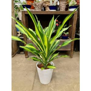 フィカス・ロブスター 10号 観葉植物 ゴムの木 販売 苗 苗木 鉢植え