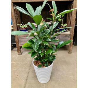 カンノンチク 10号 観音竹 観葉植物 鉢植え 販売 苗 苗木 送料無料