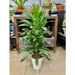 ドラセナ・グローカル セラアート ホワイト 8号 観葉植物 コルディリネ 鉢植え 販売 苗 苗木 送...