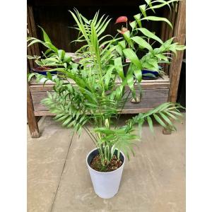 キングパーム 8号 ユスラヤシ ヤシ 観葉植物 インテリア 鉢植え