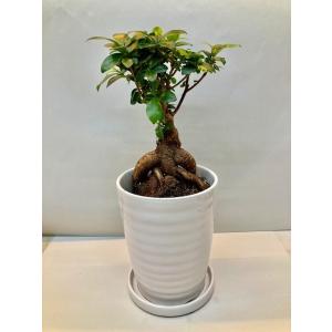キングパーム 8号 ユスラヤシ ヤシ 観葉植物 インテリア 鉢植え