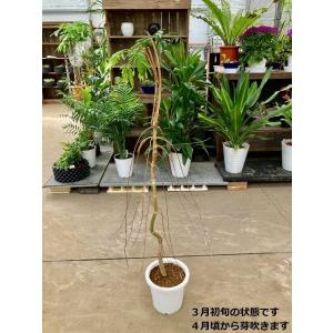 もみじ 鉢植えの商品一覧 通販 Yahoo ショッピング