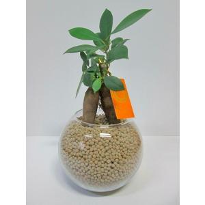 ハイドロカルチャー 観葉植物 ネオコール (カーキ) バブ12 ガジュマル 水耕栽培 お歳暮 母の日 ギフト ンテリア プランツ