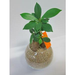 ハイドロカルチャー 観葉植物 ネオコール (カ...の詳細画像1