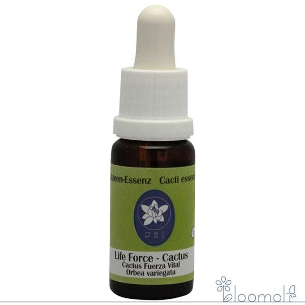 フラワーエッセンス コルテPHIエッセンス カクタス サボテン エッセンス ライフフォースカクタス