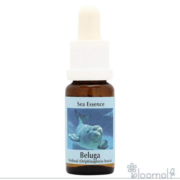 フラワーエッセンス コルテPHIエッセンス シーエッセンス ベルーガ シロイルカ Beluga