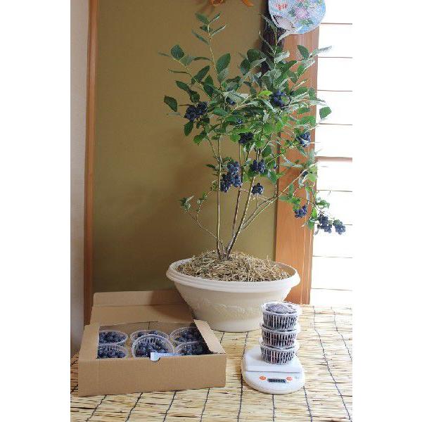 ブルーベリー  鉢植え  贈答用 4年 優秀樹 1鉢