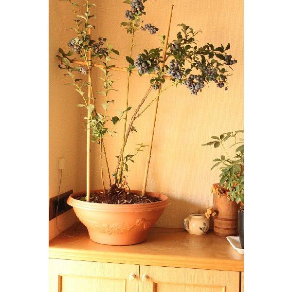 ブルーベリー  鉢植え  贈答用  5年 優秀樹  1鉢