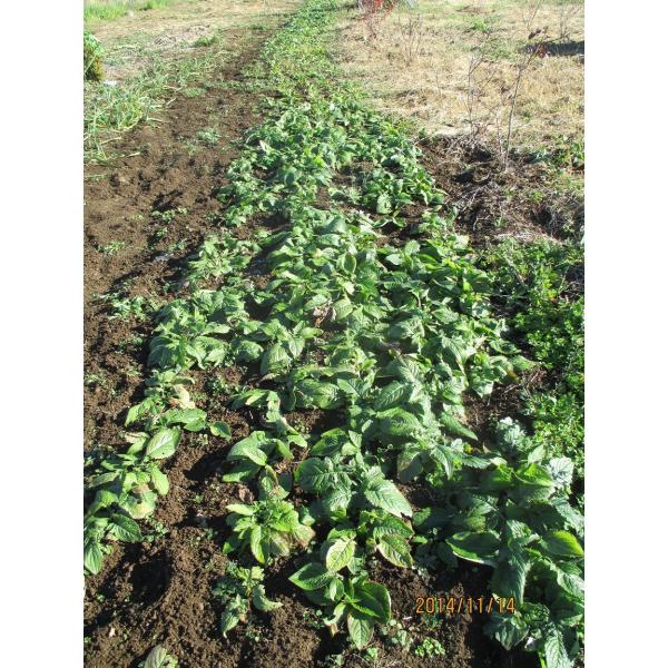 南信州伝統野菜、”山ごぼう”（500ｇ）