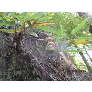 南信州地物マツタケ、お買い得（等外級品・３００ｇ）