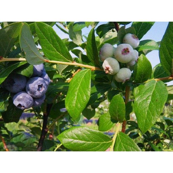 南信州産、冷凍ブルーベリー 加工用1等級品１ｋｇ