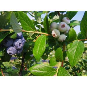 冷凍ブルーベリー Mサイズ 農園 急速冷凍品 1ｋｇ
