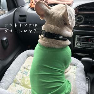 シンプル Tシャツ 無地 コットン デイリーT...の詳細画像3