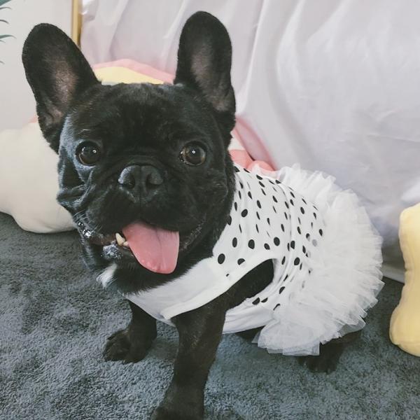 犬 服 夏 フレンチブルドッグ フレブル 女の子 スカート ワンピース 水玉柄 犬服 ドッグウェア ...