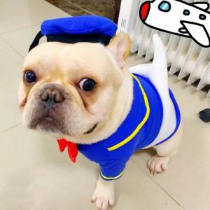 小型犬面白い服の商品一覧 通販 Yahoo ショッピング
