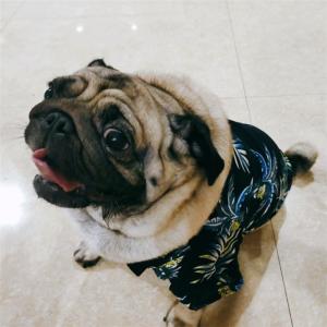 ヤンキー服 犬服 アクセサリー の商品一覧 犬用品 ペット用品 生き物 通販 Yahoo ショッピング