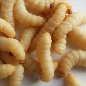 ブドウ虫(ホワイト巣あり) ぶどう虫 えさ 川...の詳細画像1