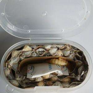 ブドウ虫(ホワイト巣あり) ぶどう虫 えさ 川...の詳細画像4