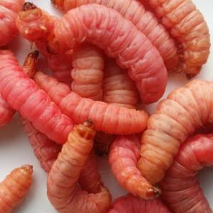 ブドウ虫(レッド) ぶどう虫 えさ 川 渓流釣...の詳細画像1
