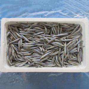 キビナゴ3kg 釣り餌 きびなご 冷凍板 冷凍