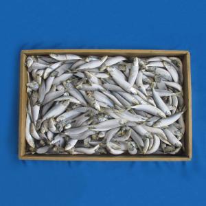 いわし12kg板 釣り餌 イワシ 冷凍板 同梱不可 冷凍