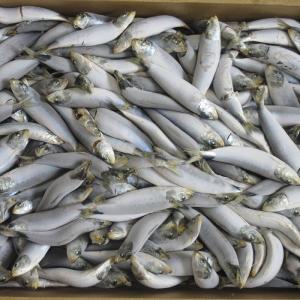 冷凍イワシ 釣り餌 の商品一覧 釣り アウトドア 釣り 旅行用品 通販 Yahoo ショッピング