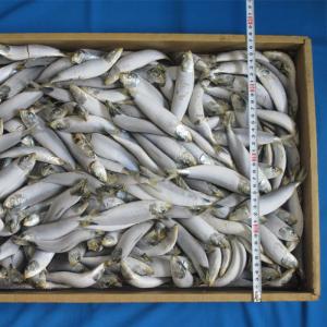 冷凍イワシ 釣り餌 の商品一覧 釣り アウトドア 釣り 旅行用品 通販 Yahoo ショッピング