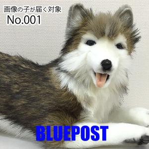 【画像の子が届く対象商品】 ハンサ ［5832］ 【No.001】 シベリアンハスキー 60 siberian huskyの商品画像