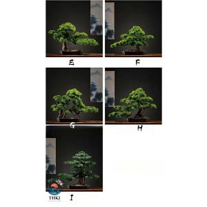 横幅 63cm 80cm 85cm 人工松フェ...の詳細画像5