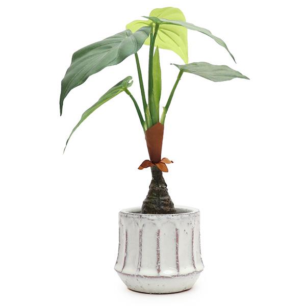 KI JAPAN【ケーアイジャパン】168768 エペ ポット アロカシア 光触媒 消臭効果 抗菌効...