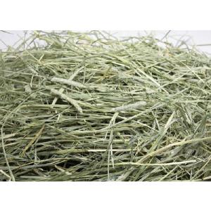 牧草市場 USチモシー 1番刈り(特選プレミア...の詳細画像1