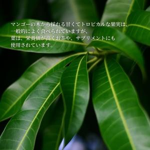 マムアンリーフティー(マンゴーの葉)茶葉 30...の詳細画像1