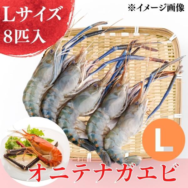 冷凍／オニテナガエビ（Lサイズ）500g（8匹入り）一部地域　送料無料　アジア　食品　海老　海産物　...