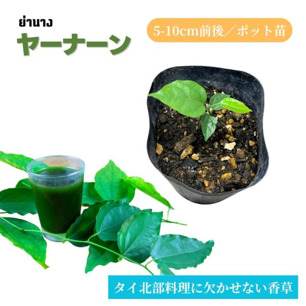ヤーナーン（ヤナン）苗　5-10cm　タイ　北部　香草　ヤナーン　葉　野菜　色付け　希少