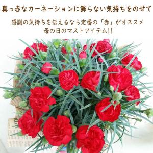 母の日 ギフト 花 フルーツ スペシャル セッ...の詳細画像3